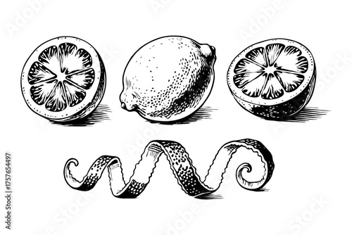 Whole lemon, two halves, and a curly peel in hand-drawn sketch style on white background. Concept of citrus, freshness, and flavor
