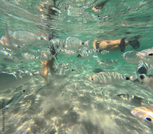The new Tabarca island opposite Santa Pola Alicante province Spain the marine reserve underwater view with oblada melanura shoal
