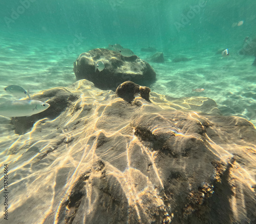 The new Tabarca island opposite Santa Pola Alicante province Spain the marine reserve underwater view with oblada melanura shoal