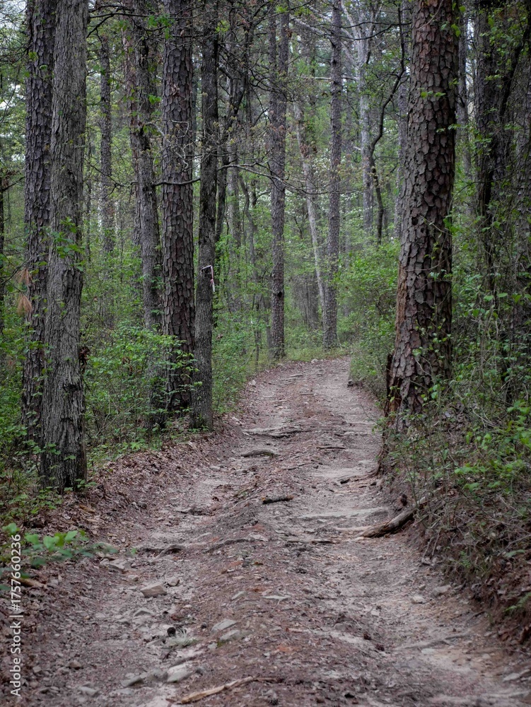 Obraz premium ATV trail in Ozark National Forest in Moccasin Gap Recreation Area in spring through trees