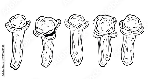 Set, clip art of monochrome botanical spicy dry cloves spice. Graphic hand drawn ink black and white vector. Mulled wine component. Good for eco-style crafting, cooking, spa, medicine, beauty, decor
