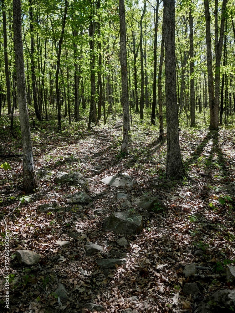 Fototapeta premium Ozark National Forest in Arkansas in springtime with trees and dirt