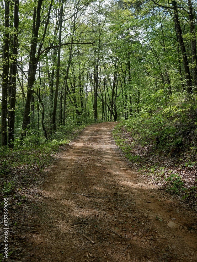Fototapeta premium Dirt road in Chattahoochee National Forest in north Georgia in spring