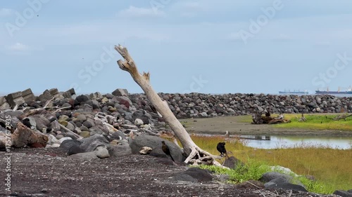 Aves cerca de la costa 