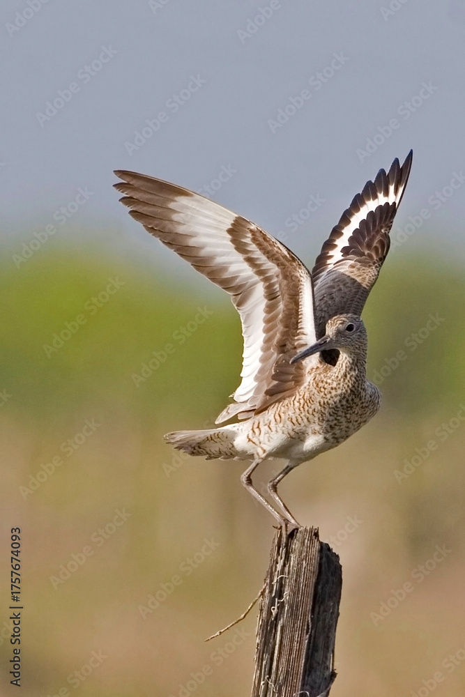 Obraz premium Vertical of a Willet, Tringa semipalmata, with wings spread