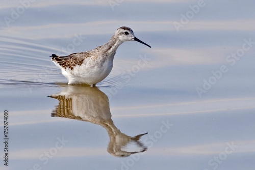 фотографія Wilson's Phalarope, Phalaropus tricolor, wading in marsh