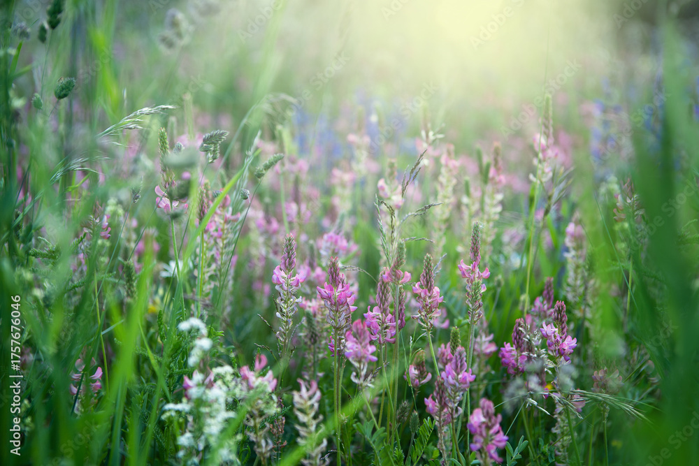 Obraz premium Close-up of pink sainfoin flowers in soft morning light, symbolizing calm, harmony, and natural beauty — perfect for wellness design themes