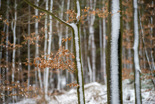 Wallpaper Mural Verschneiter Pfälzerwald im Edenkobener Tal im Winter Torontodigital.ca