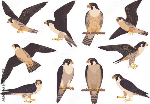 Peregrine falcon illustration set, flying and perched poses, bird anatomy, wildlife study, raptor species, detailed vector artwork
