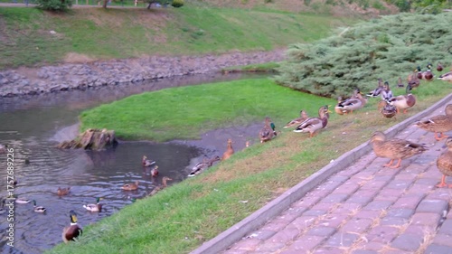 Ducks swim and gather on the river bank. Nature and wildlife flourish.