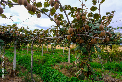 Kiwi picking season. Kiwi o...