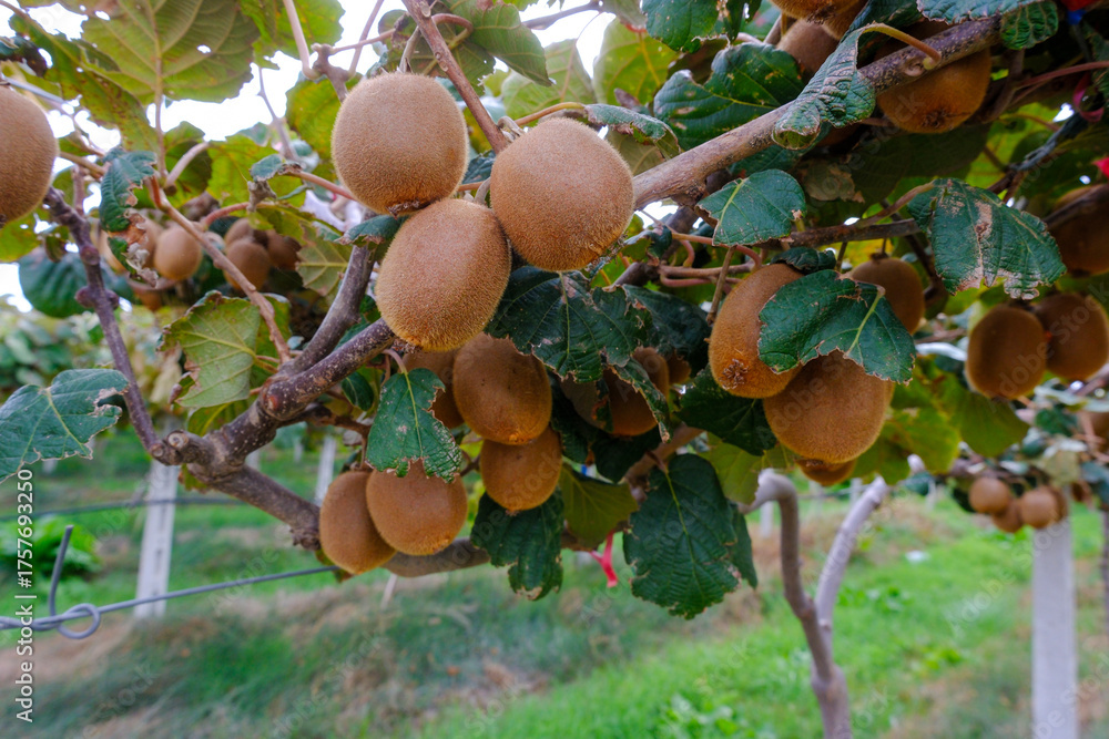 Fototapeta premium Kiwi picking season. Kiwi on a kiwi tree plantation with with huge clusters of fruits.