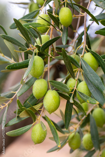 Olive trees grove in countr...