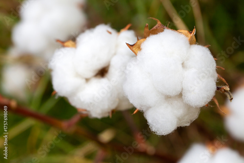 Cotton fields ready for har...