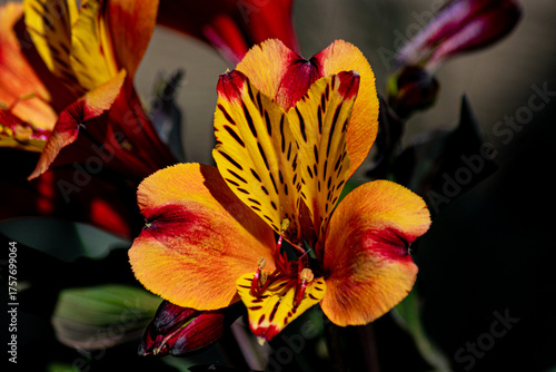 Astroemeria or Lily of the Incas, a hardy herbacious plant from Peru, South America growing in Marnhull village, Dorset, UK