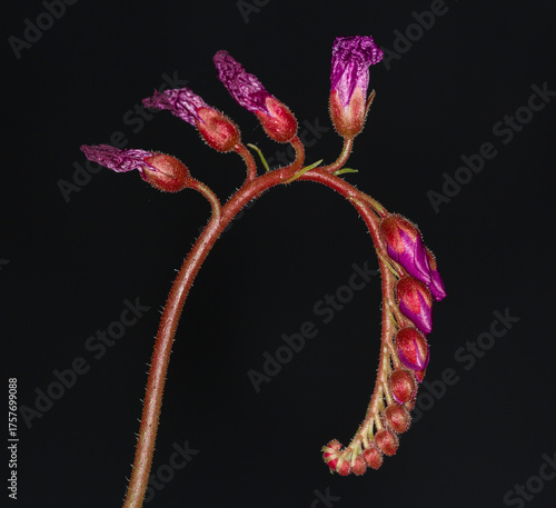 Cape Sundew plant, Drosera Capensis Buds - it flowers one bud at a time for 6 hours in a day, then dies back - the next bud then flowers and the process repeats