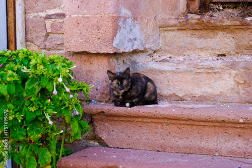 Poor, homeless stray kitten...
