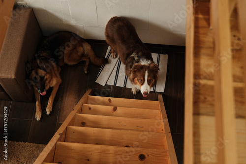 Canvas Print Two dogs - German and Australian Shepherd relaxing near wooden stairs inside a warm rustic home