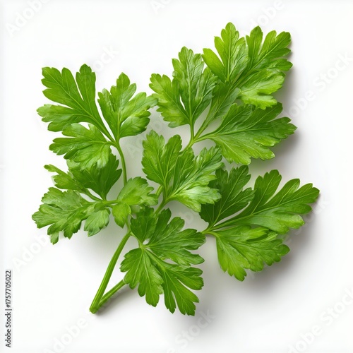 Fresh Cilantro Leaves on a White Background for Culinary Use and Decoration