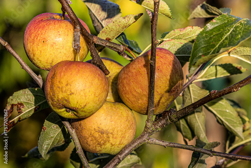 Coxs orange pippin apple, malus domestica, ripening on the tree in Marnhull Village, Dorset, United KIngdom and bred by Richard Cox around the year 1825