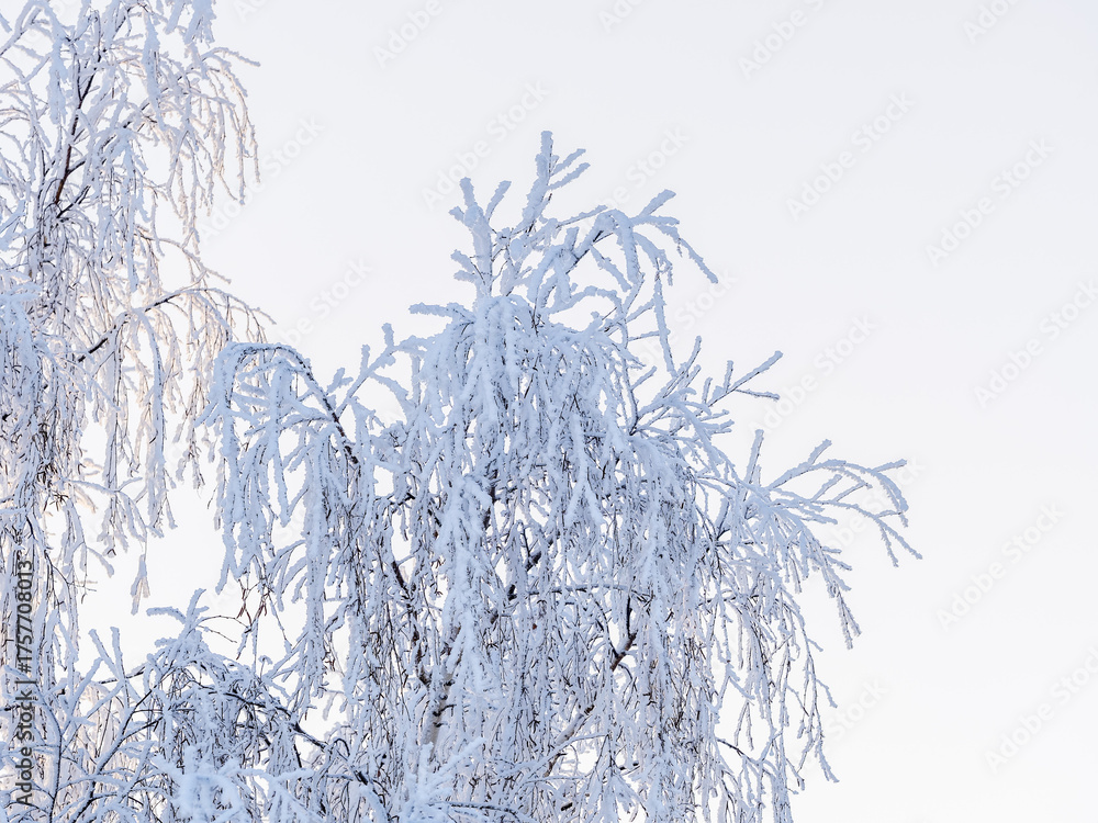 Obraz premium Tree branches in winter covered with snow and frost in snowfall on blue sky background. Frozen tree branches.