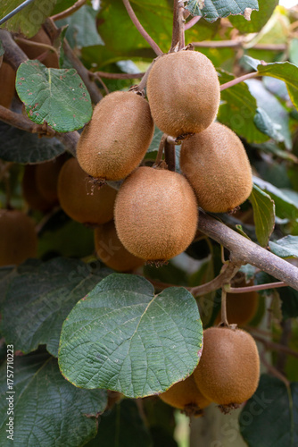 Kiwi picking season. Kiwi o...