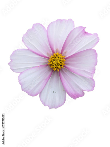PNG Delicate Pink-Tipped Cosmos : Elegant Isolated Flower with White Petals for Pure and Minimalist Design