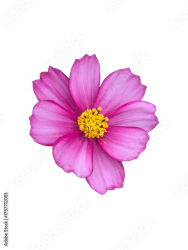 PNG Vibrant Magenta Cosmos Flower : Isolated High-Impact Floral Design Element for Premium Digital Projects