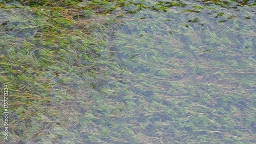 水面に広がる冬の川と水草の世界