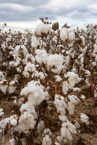 Cotton fields ready for har...
