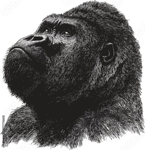 Vintage gorilla head illustration, detailed black and white primate portrait, hand drawn silverback ape vector, majestic wildlife animal etching