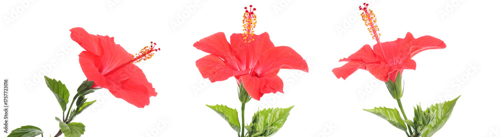 Fototapeta premium Three bright red hibiscus flowers isolated on white, set