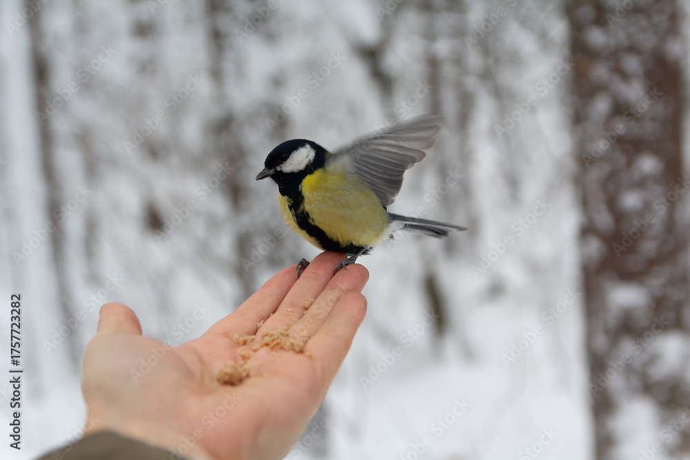 Fototapeta premium Great tit bird perched on human hand in snowy park