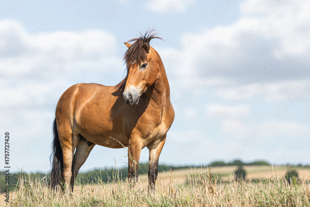Obraz premium Strong buckskin Icelandic horse standing proudly on a dry summer field with blue sky and rolling countryside hills. Natural rural atmosphere capturing the power and serenity of the hardy breed.