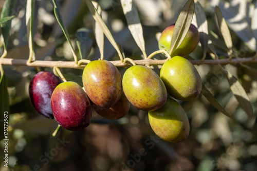 Green olives in olive tree ...