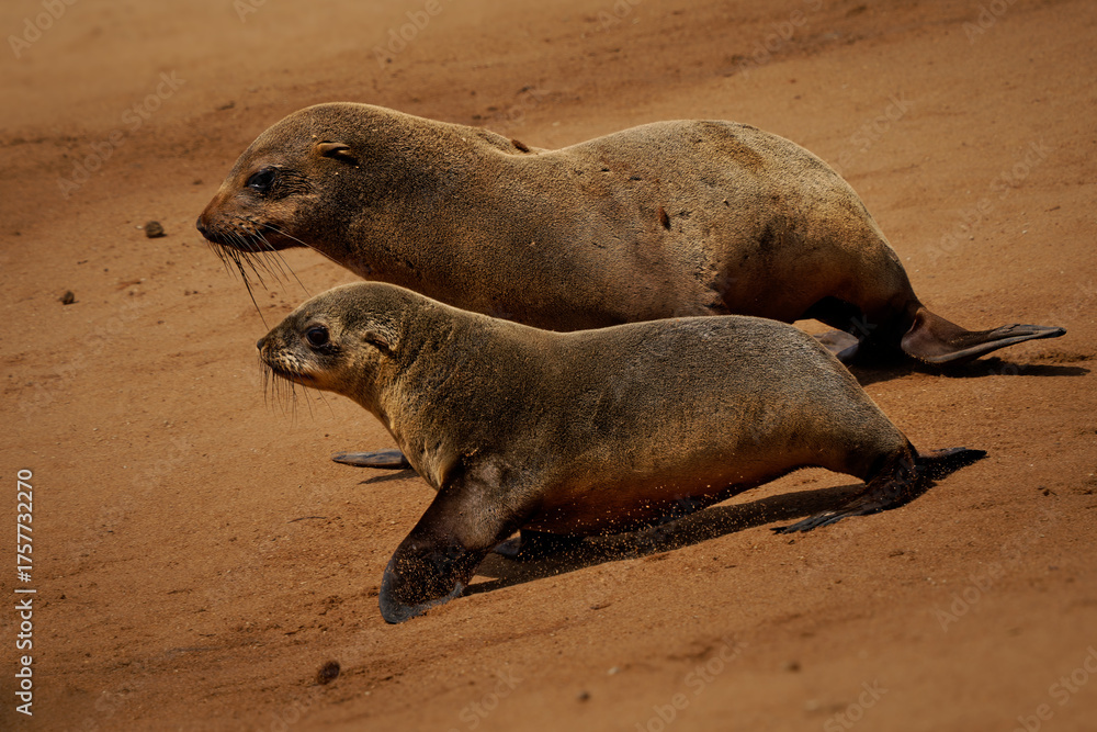 Fototapeta premium Cape fur seal or Afro-Australian fur seal Arctocephalus pusillus, species of fur seal on the coast of Namibia, sea mammals and their life on the beach, baby and adults in colony