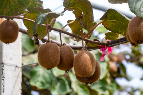 Kiwi picking season. Kiwi o...