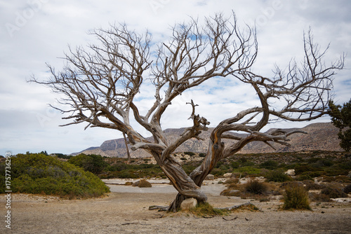 tree in the desert