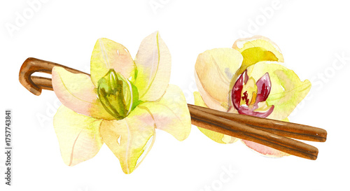 Watercolor hand painted vanilla plant and flowers illustration isolated on white background. Orchid flower hand drawn clip art