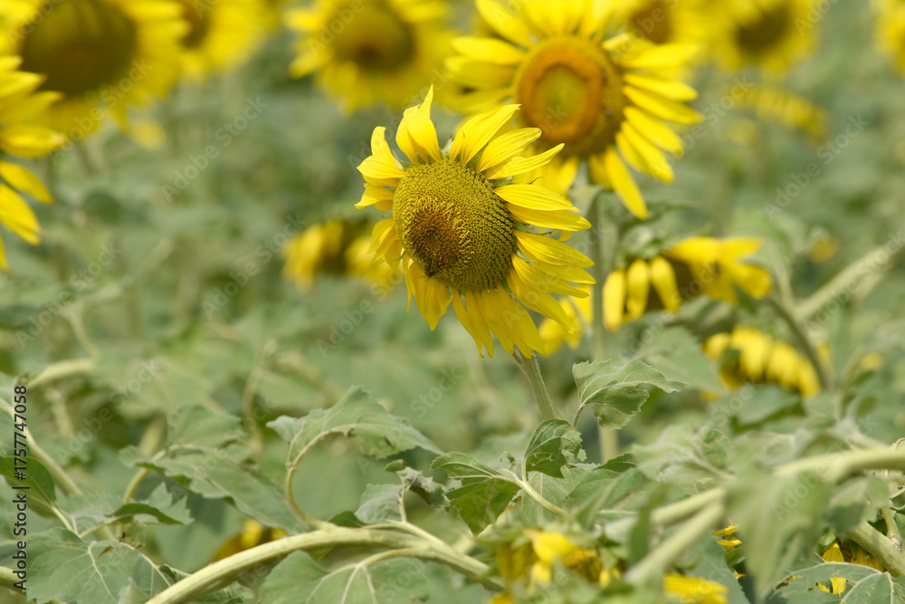 Obraz premium Closeup of a sunflower growing in a field of sunflowers during a nice sunny summer day, Sunflower natural background. flower blooming, Beautiful field of blooming sunflowers, Chakwal, Punjab, Pakistan