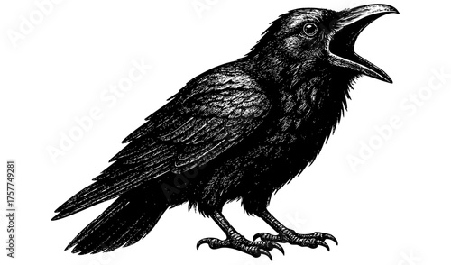 Screaming Crow – Vintage Engraving Illustration of a Crow with Beak Open and Loud Posture, Gothic Energy in Black and White Etching, Vector and PNG Isolated on Transparent Background