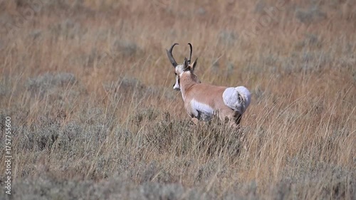 Two Pronghorns in Tall Grass