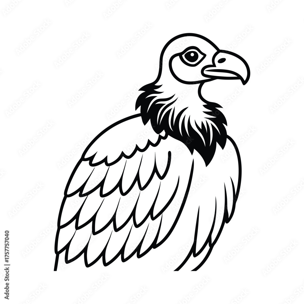 Fototapeta premium Vulture Vector Illustration black and white drawing isolated image art