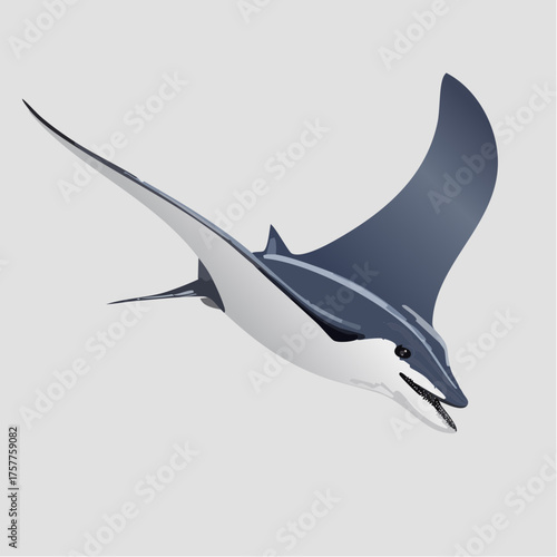 Manta ray marine animal swimming underwater