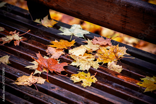 Colorful autumn maple leaves scattered on a wet wooden park bench after rain in fall season