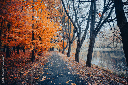 Autumn park path along a calm river with bright orange foliage and fallen leaves on the ground in a peaceful fall forest