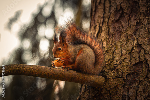Red squirrel sitting on a tree branch eating a nut in autumn forest with soft natural light and blurred background