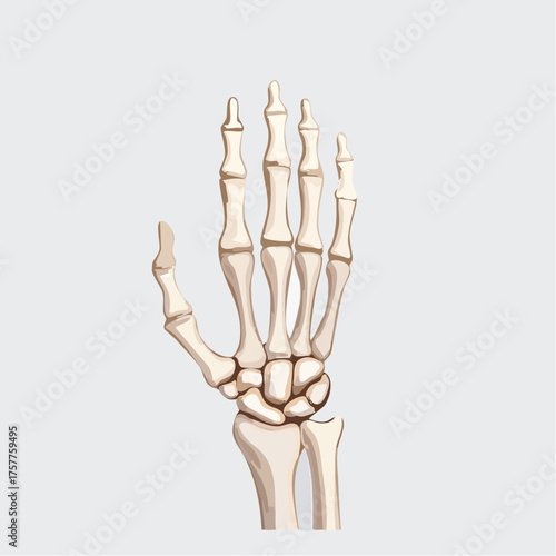 human hand skeletal bones anatomy structure