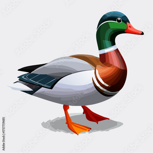 mallard duck standing with transparent background