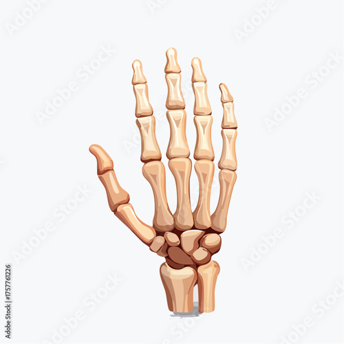 Human hand skeleton bone anatomy isolated with transparent background